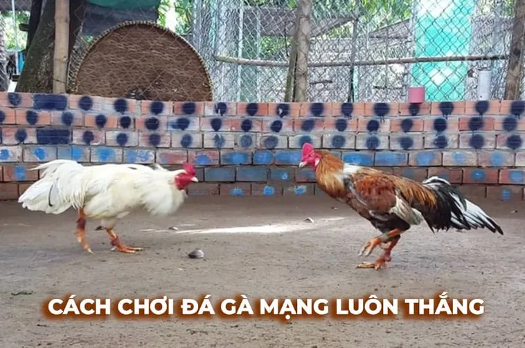Bật Mí Cách Chơi Đá Gà Sabong Tại F168 Thắng Lớn Như Kê Vương 1 Bật Mí Cách Chơi Đá Gà Sabong Tại F168 Thắng Lớn Như Kê Vương